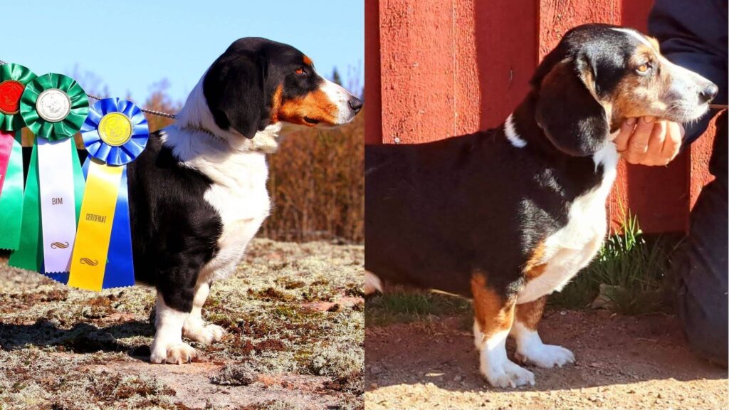 Drevervalpar väntas