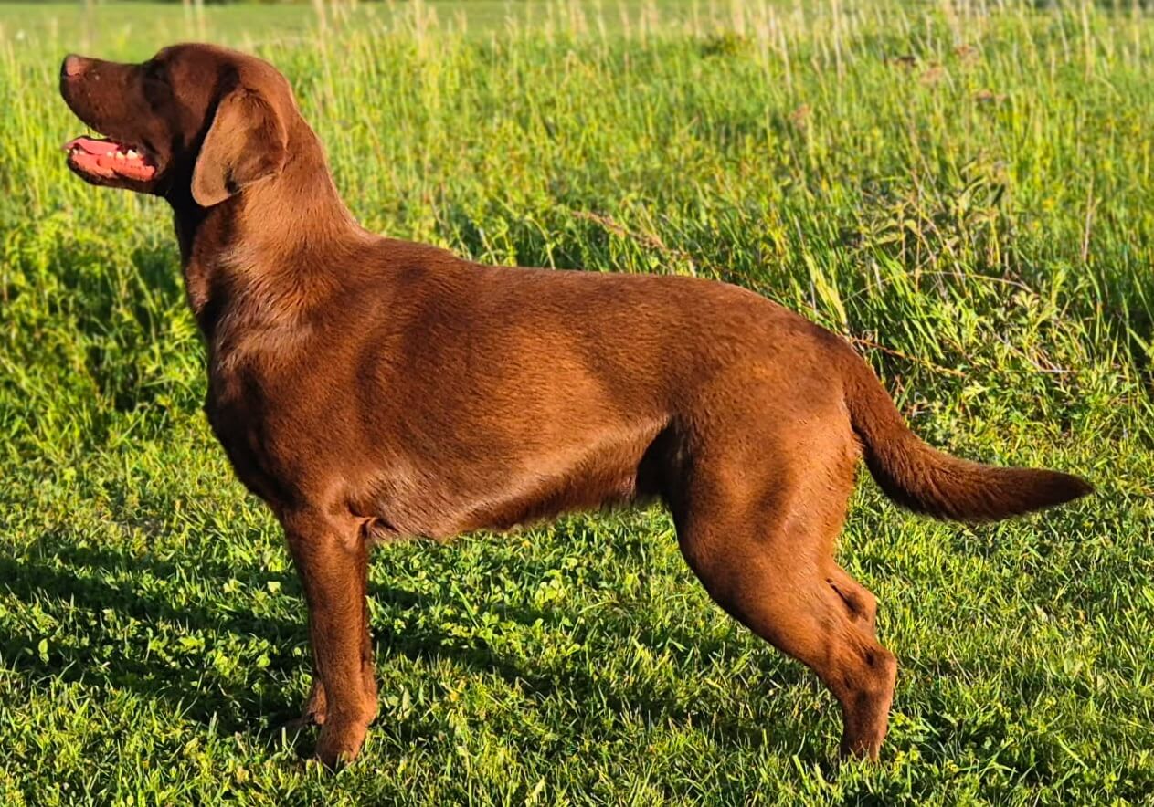 Jaktlabrador Ackers Kapucin