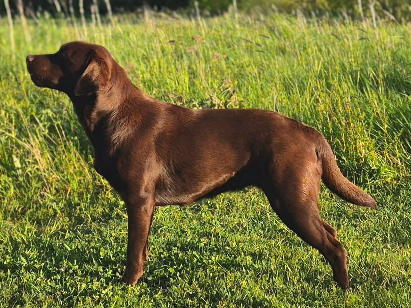 Jaktlabrador Ackers Krabbmakak
