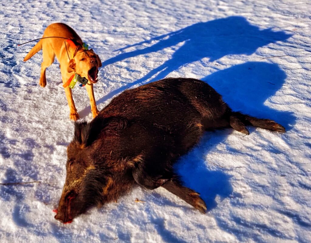 Jaktlabradorer med klövviltsintresse